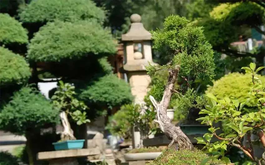 Cắt tỉa cây trong sân vườn Nhật Bản
